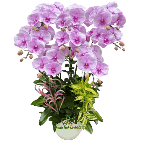 Lan Hồ Điệp Hồng Bilip 8 Cành Sinh Nhật - HDH066