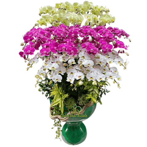 Lan Hồ Điệp Mix 3 Màu 34 Cành - DS042