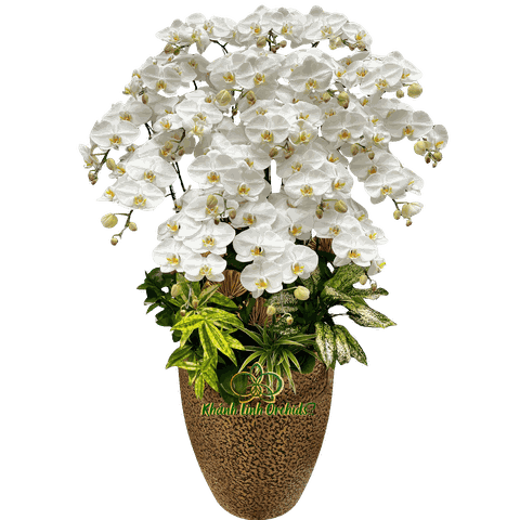 Lan Hồ Điệp Trắng 20 Cành - HDW046