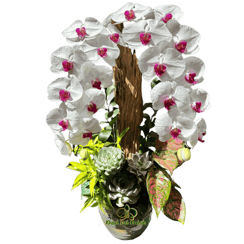 Lan Hồ Điệp Trắng Nhị Đỏ Tiểu Cảnh 2 Cành - HDW047