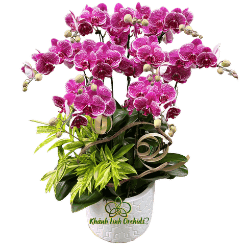 Lan Hồ Điệp Đột Biến Điểm 9 Cành - DB039