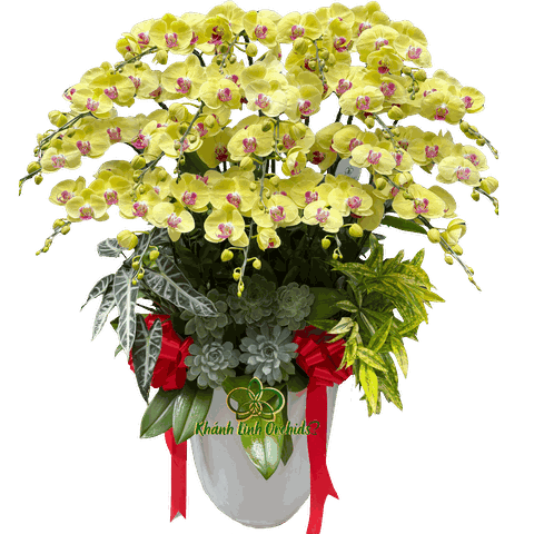 Lan Hồ Điệp Vàng 20 Cành - HDV098