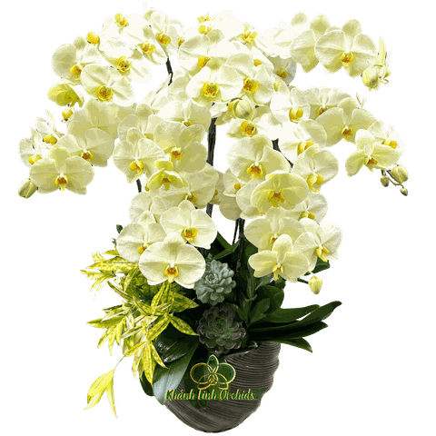 Lan Hồ Điệp Xanh Bơ 9 Cành - HDX024