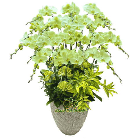 Lan Hồ Điệp Xanh Bơ Khai Trương 18 Cành - HDX025