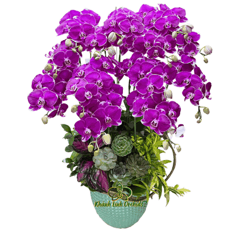 Lan Hồ Điệp Tím Đột Biến 13 Cành - DB040
