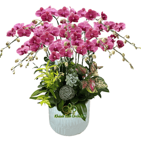 Lan Hồ Điệp Đỏ Cam 12 Cành - HDC033