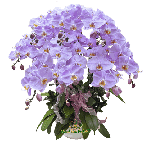 Lan Hồ Điệp Hồng M190 8 Cành - HDH067