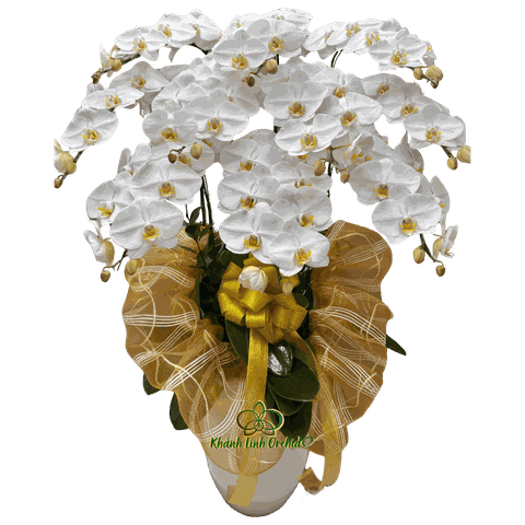 Lan Hồ Điệp Trắng Dâng Phật 10 Cành - HDW048