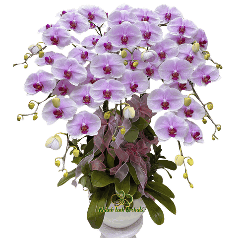 Lan Hồ Điệp Trắng Phớt Hồng 8 Cành - HDW049