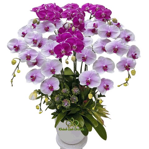 Lan Hồ Điệp Trắng Phớt Hồng Mix Tím 89195 8 Cành - DS044