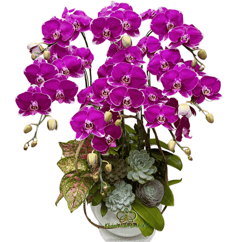 Lan Hồ Điệp Tím Đột Biến 8 Cành - DB041