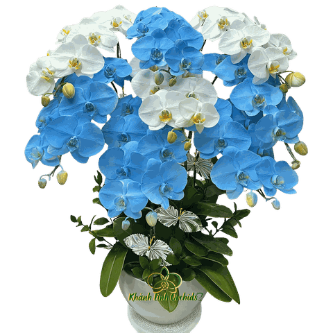 Lan Hồ Điệp Trắng Phối Xanh Biển Pastel 8 Cành - VIP020