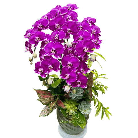 Lan Hồ Điệp Tím Đột Biến Thác Đổ 5 Cành - DB042