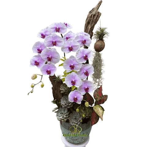 Lan Hồ Điệp Trắng Phớt Hồng Thác Đổ 2 Cành - HDW050