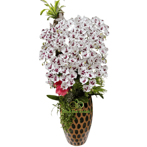 Lan Hồ Điệp Bò Sữa 15 Cành - HDW051