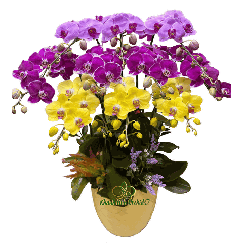Lan Hồ Điệp Phối 3 Màu 10 Cành - DS045