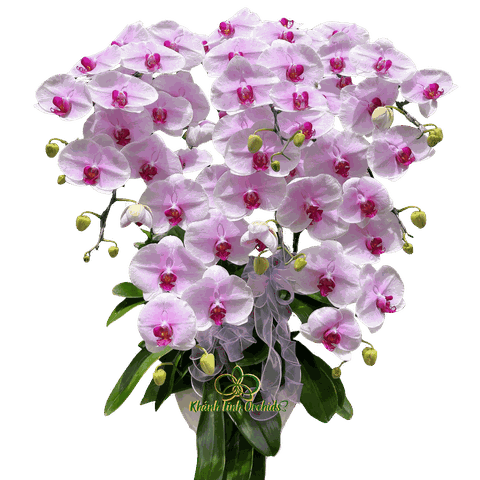 Lan Hồ Điệp Trắng Phớt Hồng 8 Cành - HDW052