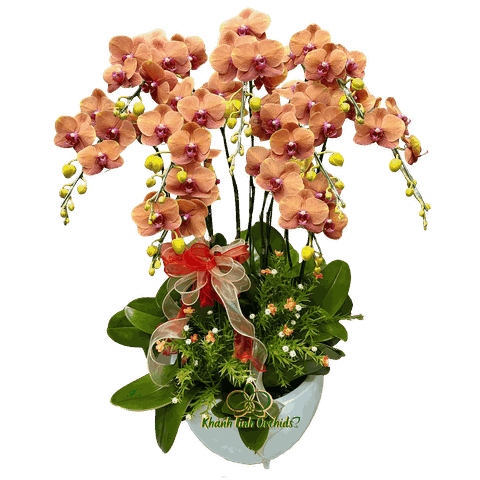 Lan Hồ Điệp Cam Cà Rốt 9 Cành - HDC034