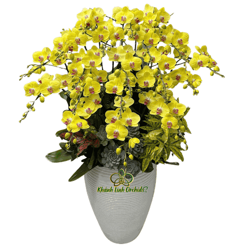 Lan Hồ Điệp Vàng Chanh 20 Cành - HDV099