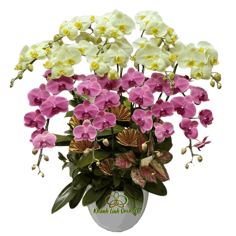 Lan Hồ Điệp Xanh Bơ Phối Đỏ Cam 12 Cành - DS046
