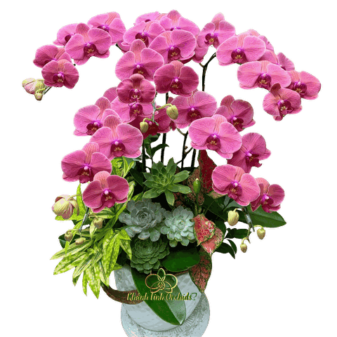 Lan Hồ Điệp Đỏ Cam 5 Cành - HDC035