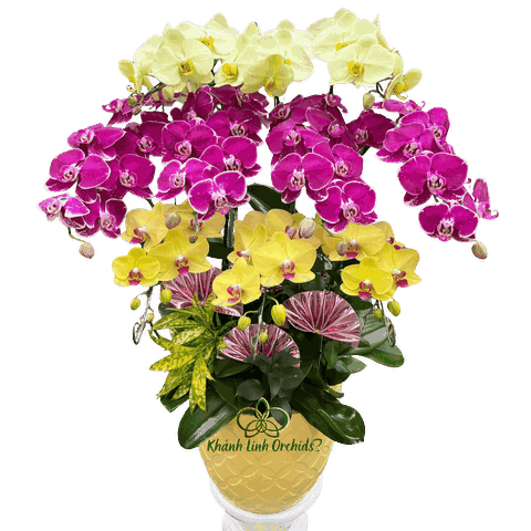 Lan Hồ Điệp Phối 3 Màu 10 Cành - DS047
