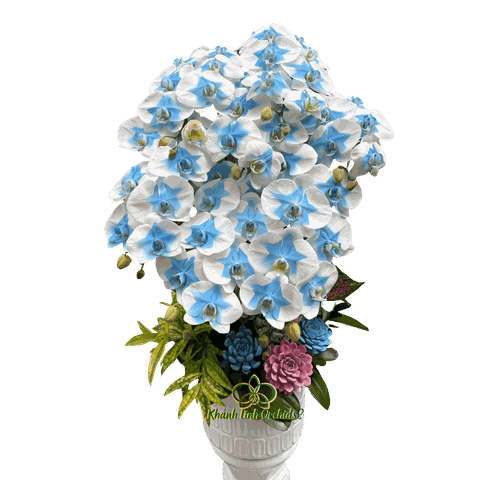 Lan Hồ Điệp Phun Màu Xanh Biển 7 Cành  - VIP021