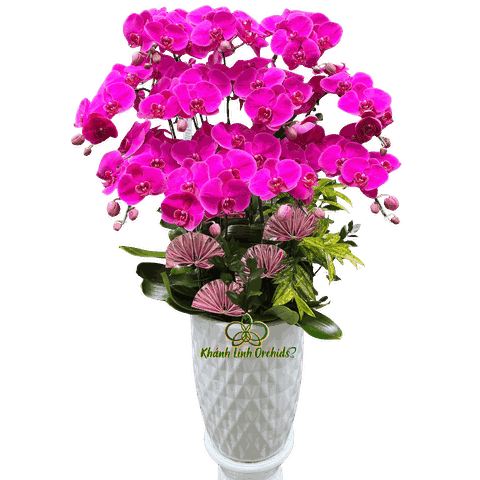 Lan Hồ Điệp Tím Đỏ Ớt 11 Cành - HDT041