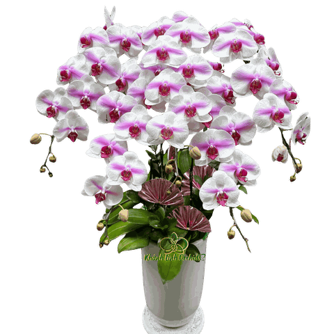 Lan Hồ Điệp Trắng Điểm Hồng D20 5 Cành - HDW053