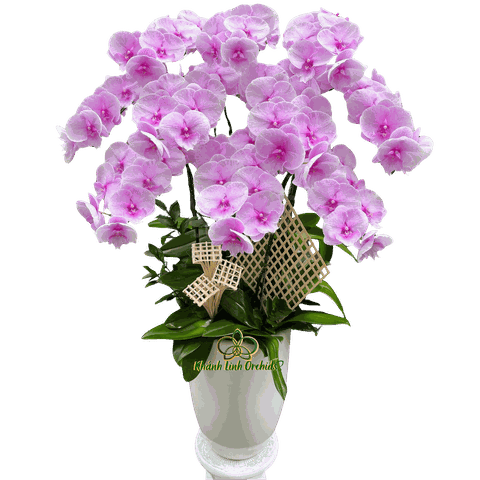 Lan Hồ Điệp Hồng Bilip 10 Cành - HDH068