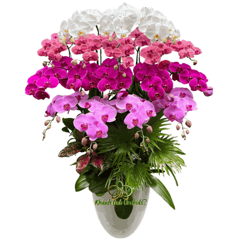 Lan Hồ Điệp Phối Màu 17 Cành - DS048