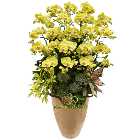 Lan Hồ Điệp Vàng Chanh 20 Cành - HDV100