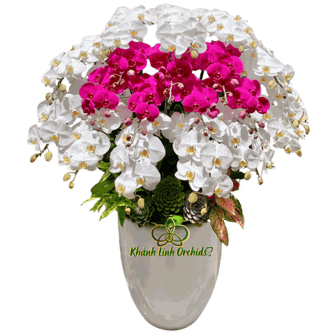 Lan Hồ Điệp Trắng Phối Tím Đậm 20 Cành  - DS049