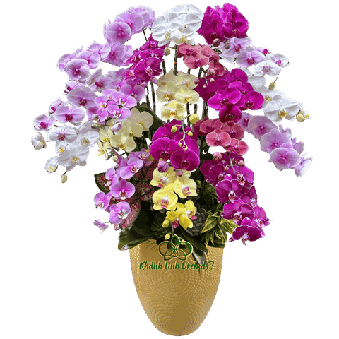 Lan Hồ Điệp Phối Màu Ngẫu Nhiên 20 Cành - DS050