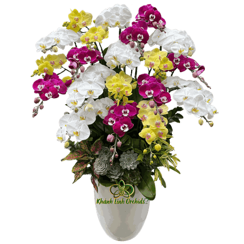 Lan Hồ Điệp Phối Màu 20 Cành  - DS051