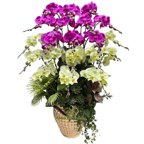 Lan Hồ Điệp Phối 2 Màu Xanh Bơ Tím 20 Cành - DS052