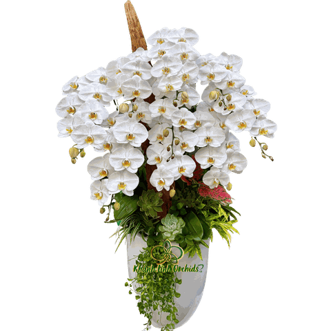 Lan Hồ Điệp Trắng 9 Cành Tiểu Cảnh - HDW055