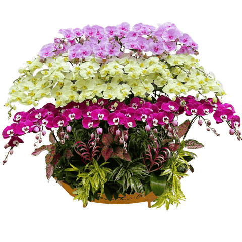 Lan Hồ Điệp Thuyền Thuận Buồn Xuôi Gió 39 Cành - THD07