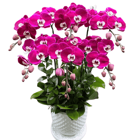 Lan Hồ Điệp Tím Ngọc Trai 6 Cành - HDT042