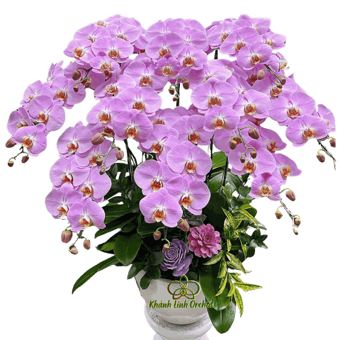 Lan Hồ Điệp Hồng M219 10 Cành - HDH069