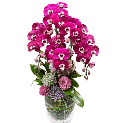 Lan Hồ Điệp Tím Ngọc Trai Tiểu Cảnh 5 Cành - HDT043