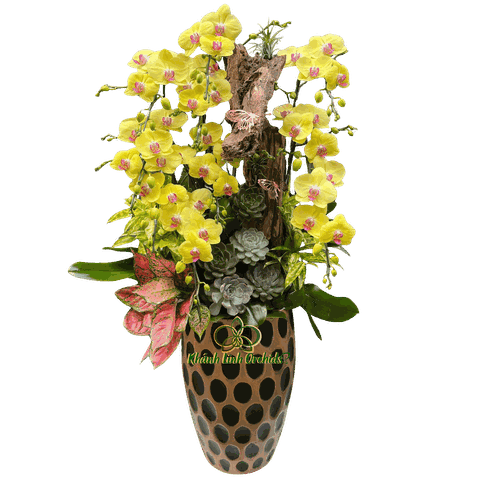 Lan Hồ Điệp Vàng 10 Cành Tiểu Cảnh - HDV101