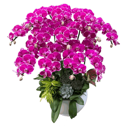 Lan Hồ Điệp Tím Đột Biến 12 Cành - HDT044