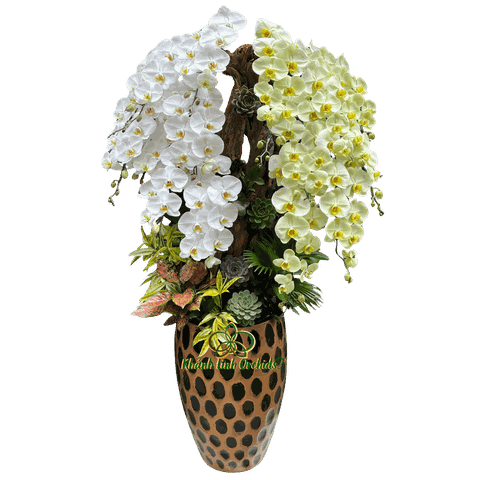 Lan Hồ Điệp Trắng Phối Xanh Bơ Tiểu Cảnh 14 Cành - DS053