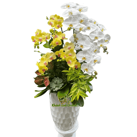 Lan Hồ Điệp Trắng Phối Vàng 9 Cành - DS054