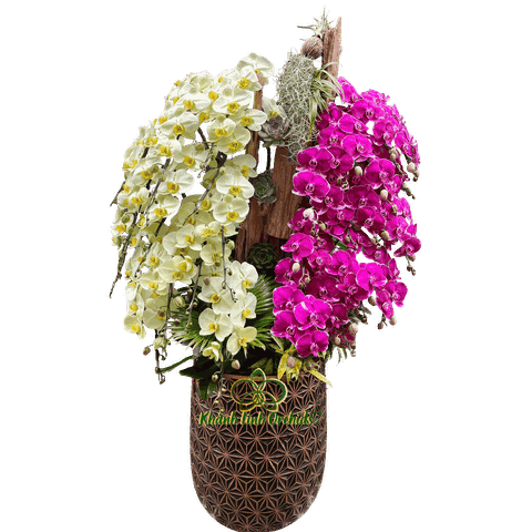 Lan Hồ Điệp Phối Màu Tiểu Cảnh 28 Cành - DS055