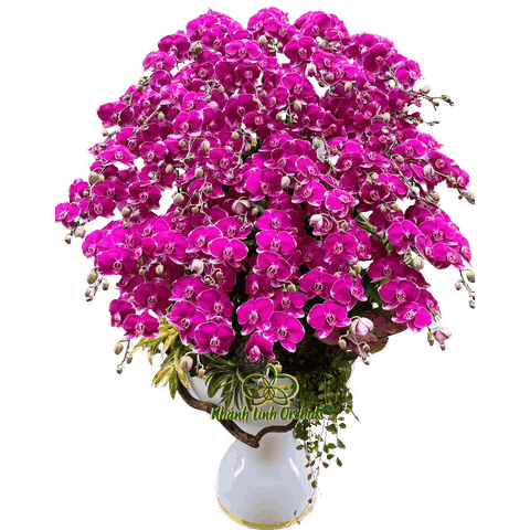 Lan Hồ Điệp Tím Đột Biến 45 Cành - HDT045
