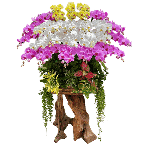 Lan Hồ Điệp Ghép Gỗ Lũa 3 Màu 28 Cành - DS056