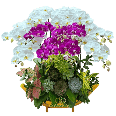 Lan Hồ Điệp Thuyền Thuận Buồm Xuôi Gió 12 Cành - THD08