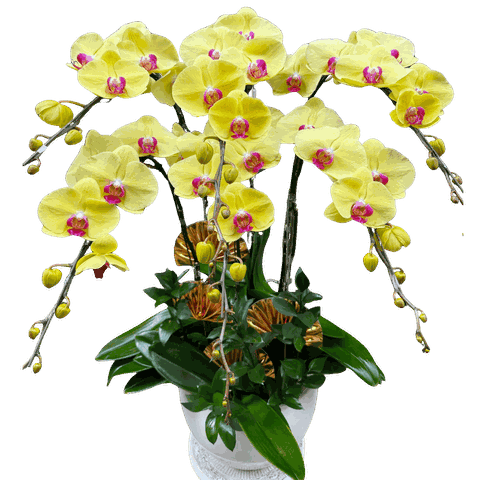 Lan Hồ Điệp Vàng Cao 6 Cành - HDV102